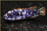 Labeotropheus trewavasae, Thumbi West