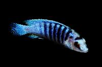 Labidochromis cf. chisumulae, Mbweca