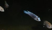 Labidochromis cf. chisumulae, Mbweca
