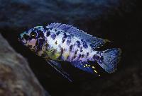 Metriaclima fainzilberi, Lupingu (Marmelade Cat)