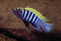 Cynotilapia afra, Nkhata Bay