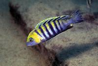 Cynotilapia afra, Cobwe