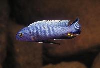 Cynotilapia axelrodi, Nkhata Bay