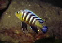 Cynotilapia sp. "lion", Lions Cove (T´hoto)