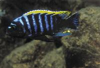 Cynotilapia sp. "mbamba", Chitande