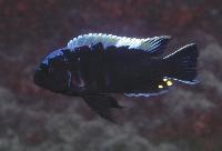 Cynotilapia sp. "mbamba", Lion´s Cove