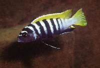 Cynotilapia sp. "jalo",  Jalo Reef
