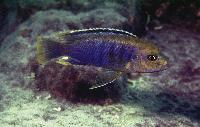 Iodotropheus sprengerae