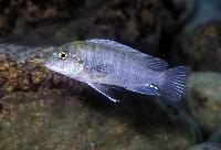 Iodotropheus stuartgranti, Gome