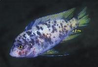 Labeotropheus fuelleborni, Mbenji