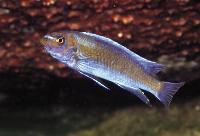 Labeotropheus trewavasae, Lion´s Cove