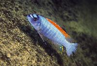 Labeotropheus trewavasae, Thumbi West