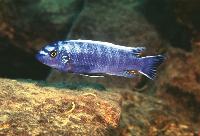 Labeotropheus trewavasae, Lupingu