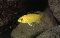 Labidochromis caeruleus, Kakusa