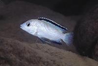 Labidochromis caeruleus, Nkhata Bay