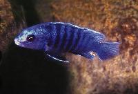 Labidochromis freibergi, Likoma