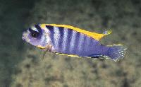 Labidochromis sp. 'hongi'