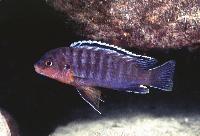 Labidochromis maculicauda, Liuli