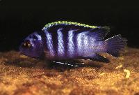 Labidochromis sp. 'mbamba', Mbamba Bay