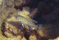 Labidochromis textilis, Hai Reef