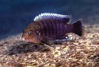 Labidochromis vellicans, Tsano Rock