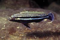 Melanochromis auratus, Thumbi West (hane)