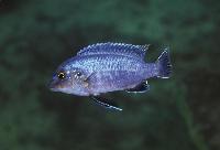 Melanochromis dialeptos, Lumessi