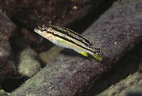 Melanochromis sp. 'auratus elongate', Chilucha Reef
