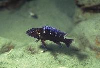 Melanochromis baliodigma, Chioelo