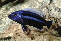 Melanochromis chipokae, Chidunga Rocks