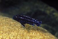 Melanochromis interruptus, Chizumulu