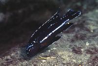 Pseudotropheus johanni, Minos Reef