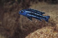 Pseudotropheus cyaneorhabdos, Likoma