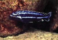 Melanochromis parallelus, Lundo
