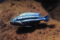 Melanochromis vermivorus, Chinyankwazi