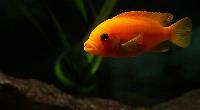 Metriaclima estherae