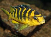 Pseudotropheus crabro