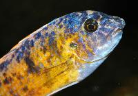Labeotropheus fuelleborni