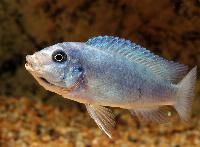 Metriaclima callainos, Nkhata Bay