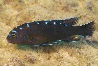 Chindongo sp. 'elongatus spot', Hai Reef 