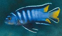 Chindongo sp. 'elongatus mphanga', Maison Reef 