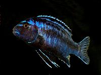 Pseudotropheus johanni
