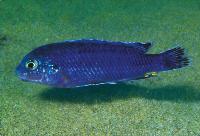 Labidochromis strigatus, Chizumulu