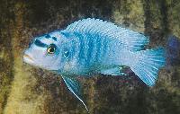 Metriaclima benetos, Mazinzi Reef