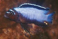 Metriaclima koningsi, Maingano