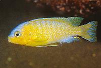 Metriaclima mossambicum, Lumessi