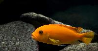 Metriaclima estherae, Minos Reef