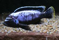 Metriaclima, sp. 'msobo', Magunga