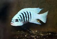 Metriaclima zebra "Maisoni Reef"