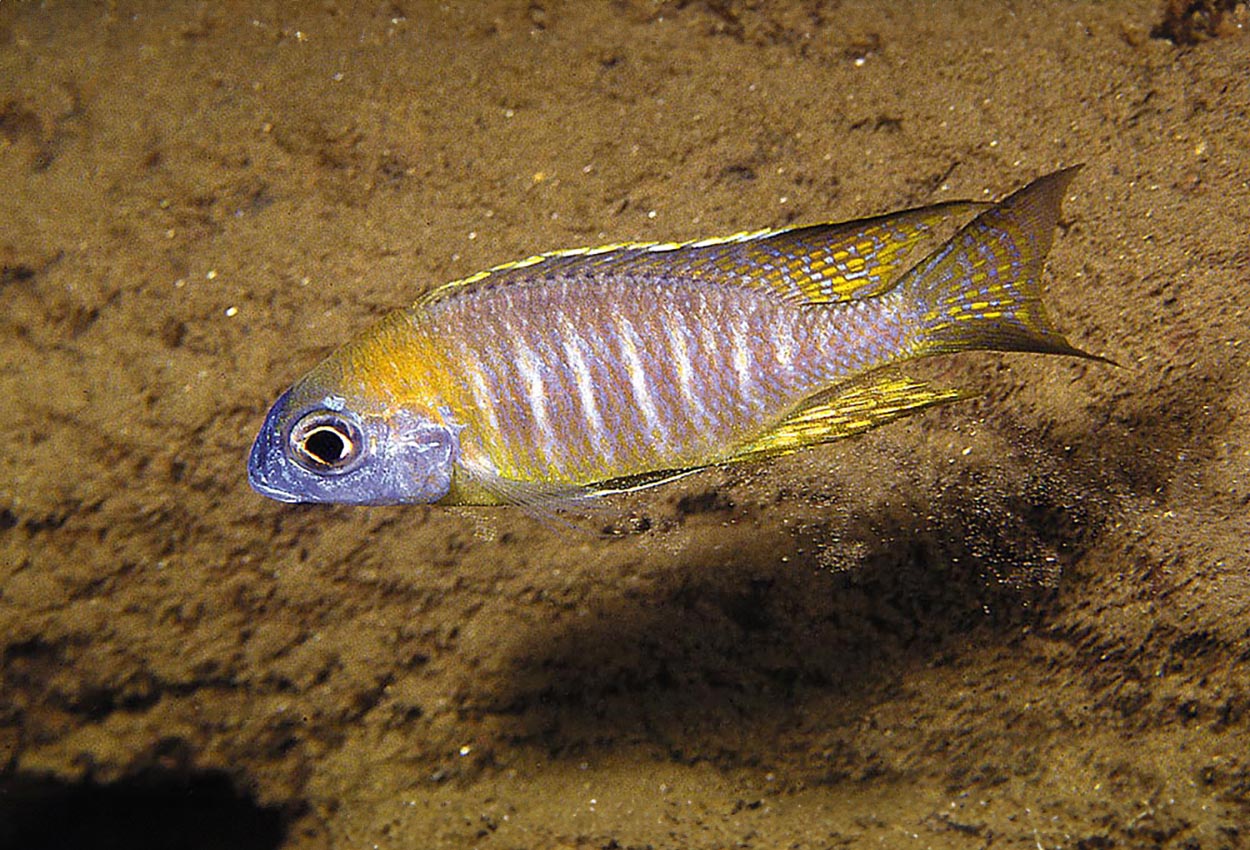 Lethrinops sp. 'nyassae'